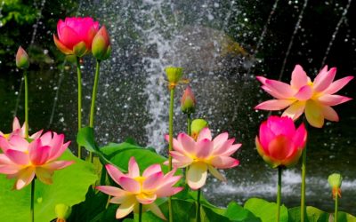 Body Code, Emotion Code helps depression